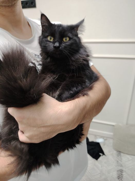 Пушистый котик в поиске лучших хозяев