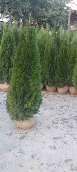 Plante ornamentale pentru amenajarea curți sau a unui gard viu