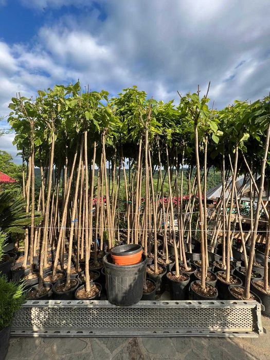 Plante ornamentale elegante ce aduc rafinament natural