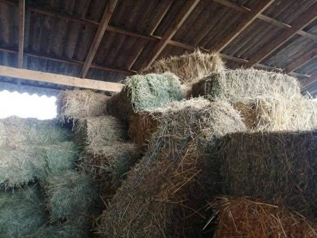 Baloti de lucerna 20 lei bucata