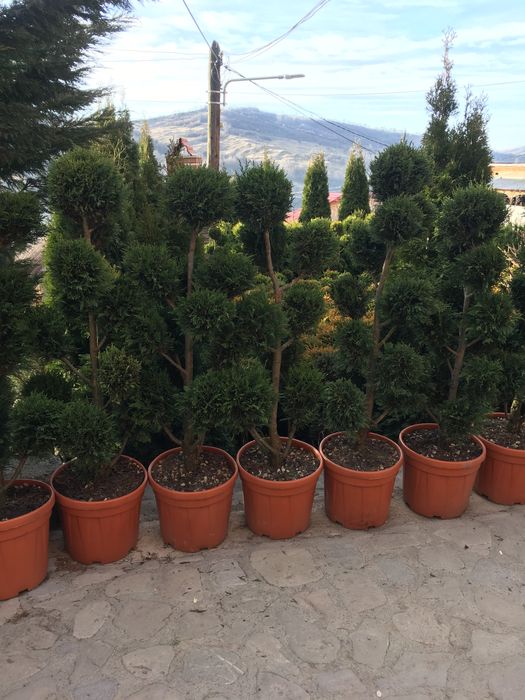 Tuia Smarald / Smaragd / Leylandii / Mesteceni