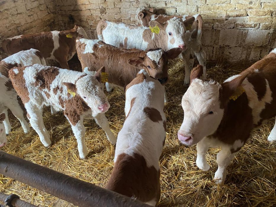 Vând vitei baltata românească