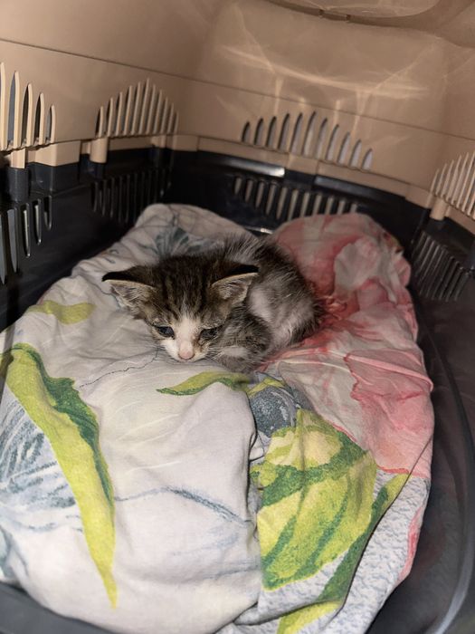 Отдадим котенка в хорошие руки!