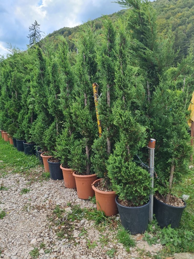 Plante ornamentale oferta de toamnă