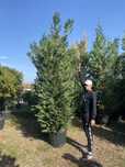 Leylandi la ghiveci 3,5 4m