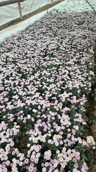 Хризантемы в наличии — яркие и пышные!