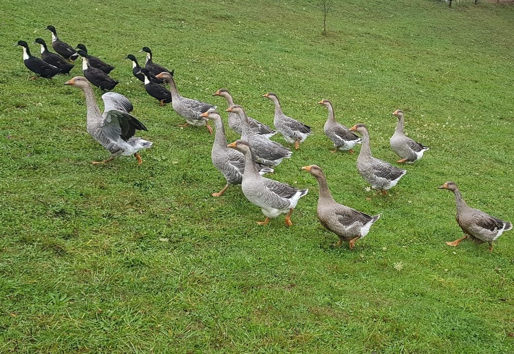 Gaste si rate de vanzare