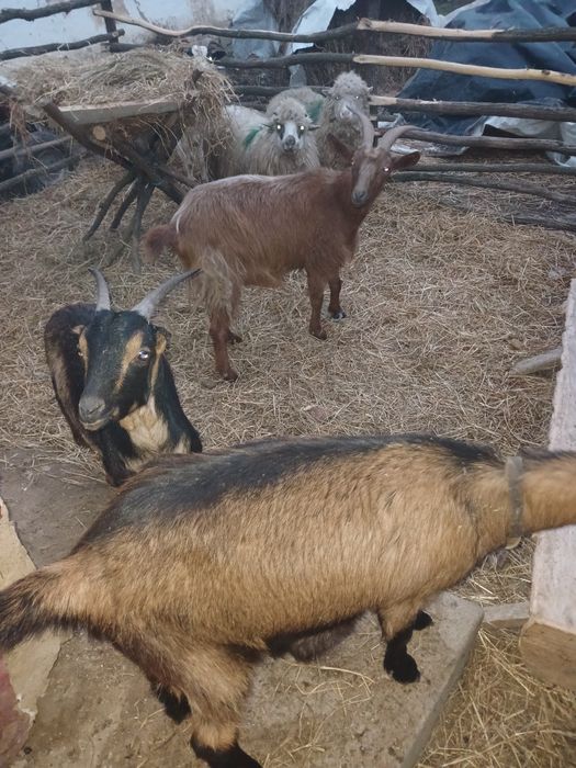 Vând capre sau schimb cu oi gestante