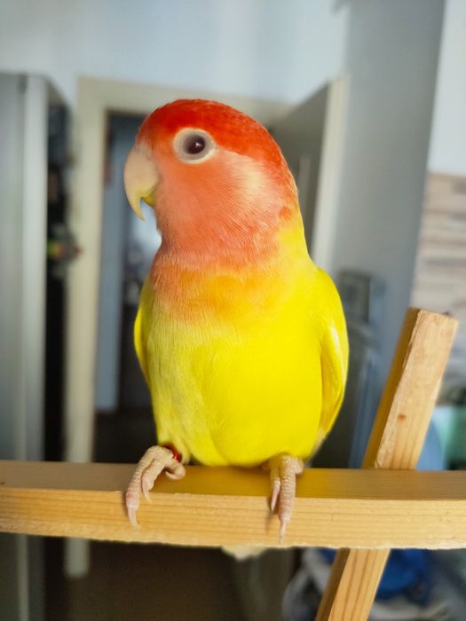 Agapornis pereche