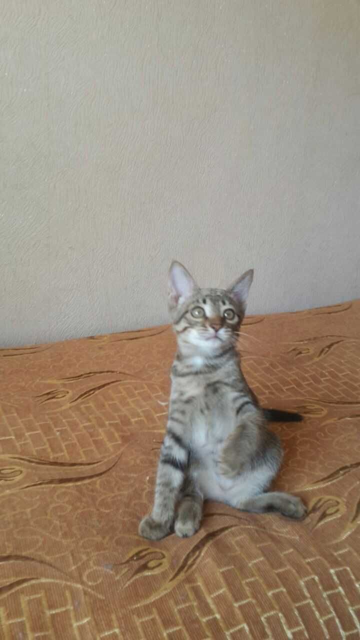 Отдам бесплатно двух красивых котят в добрые и ответственные руки.