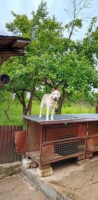 Vând câine husky