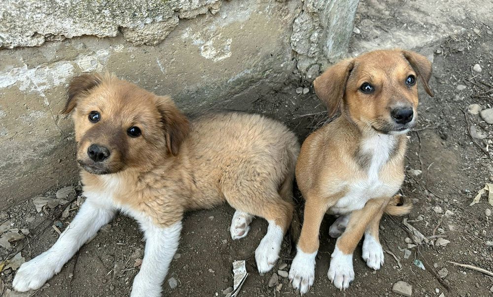 Se oferă spre adopție