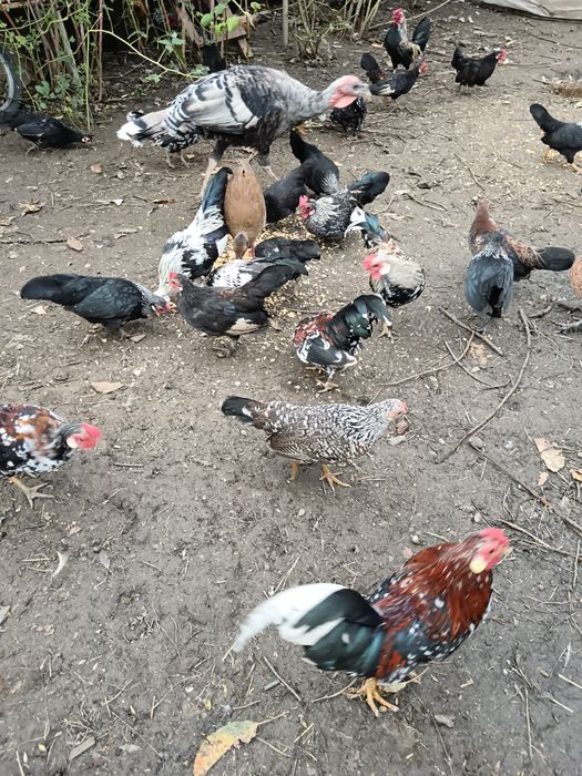 Vând găini pitice și curci
