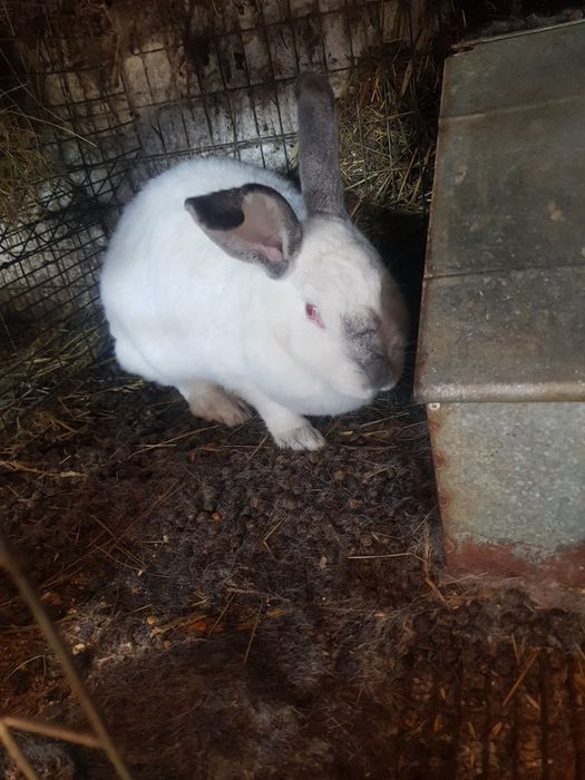 Pers fiz Vand iepuri