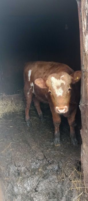 Продам 5 теленков