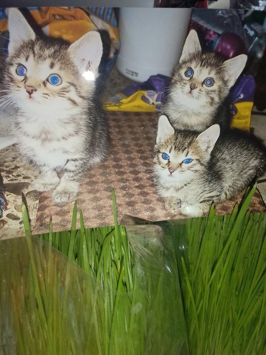 Donez 3 motănei frumoși