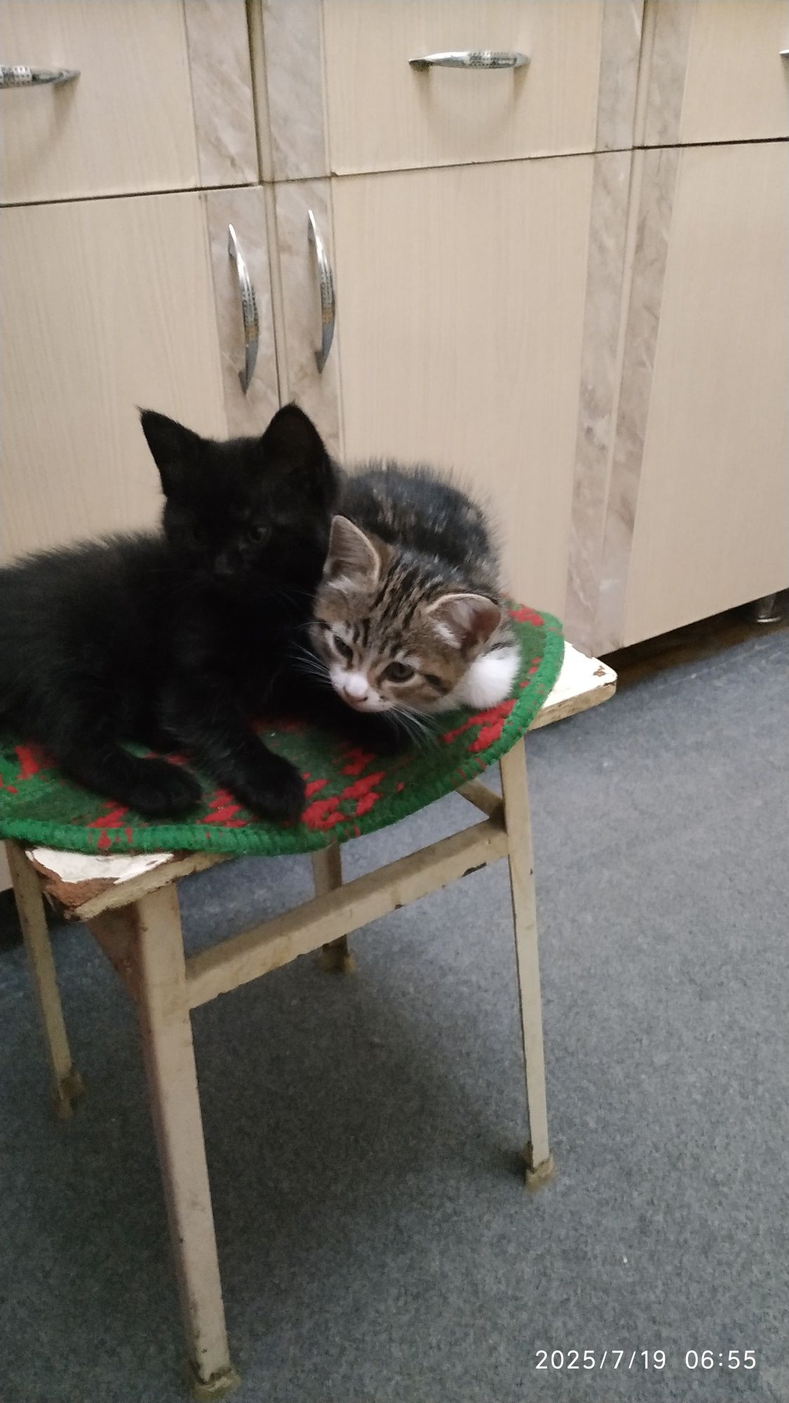 Котята , Продаются.