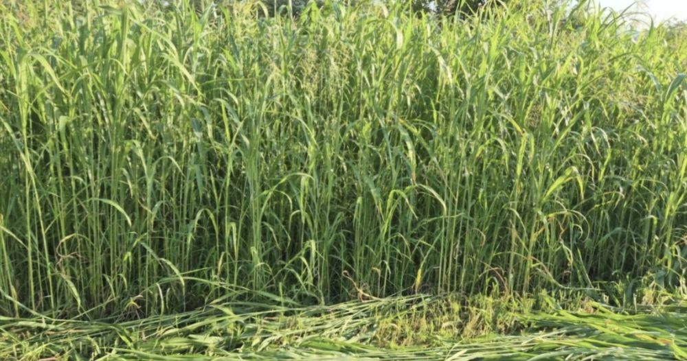 Baloti paie de grâu, de ierburi, de iarba de sudan/maturi. Producator.