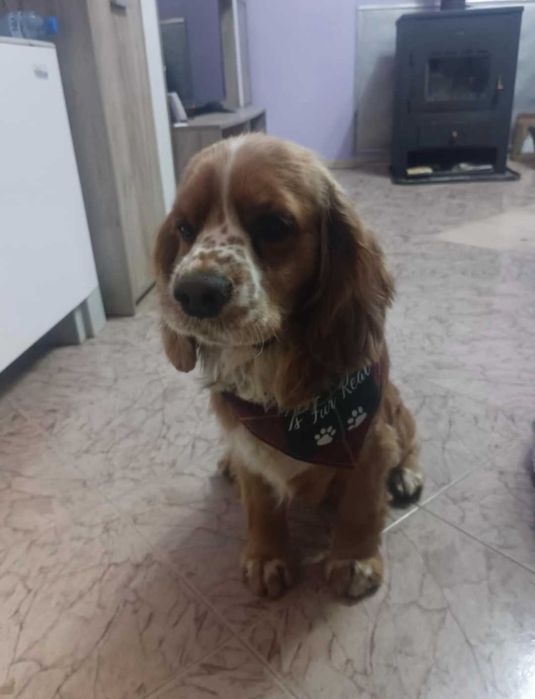 Подарявам кокер шпаньол-БУРГАС