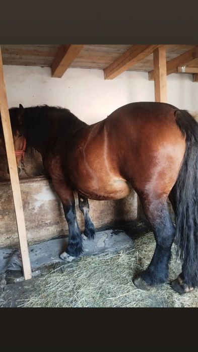 De vanzare iapa de 4 ani cu manz