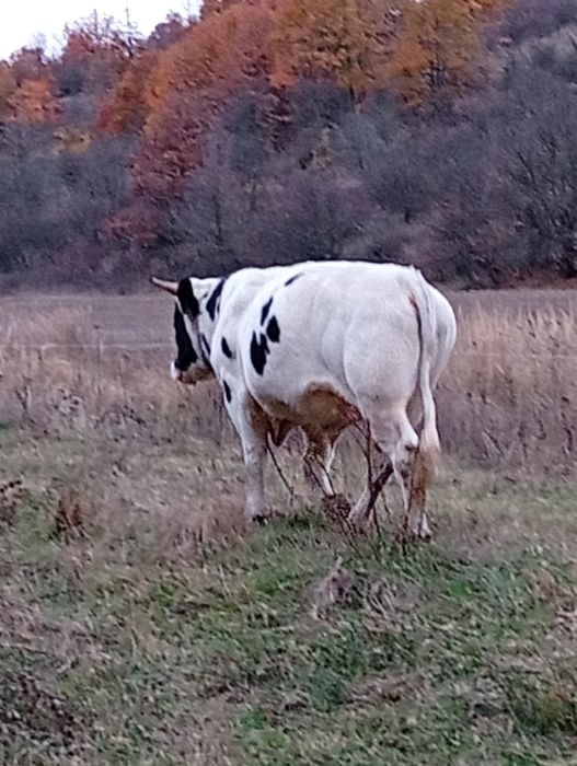 Taure de vânzare,90 de milioane negociabil