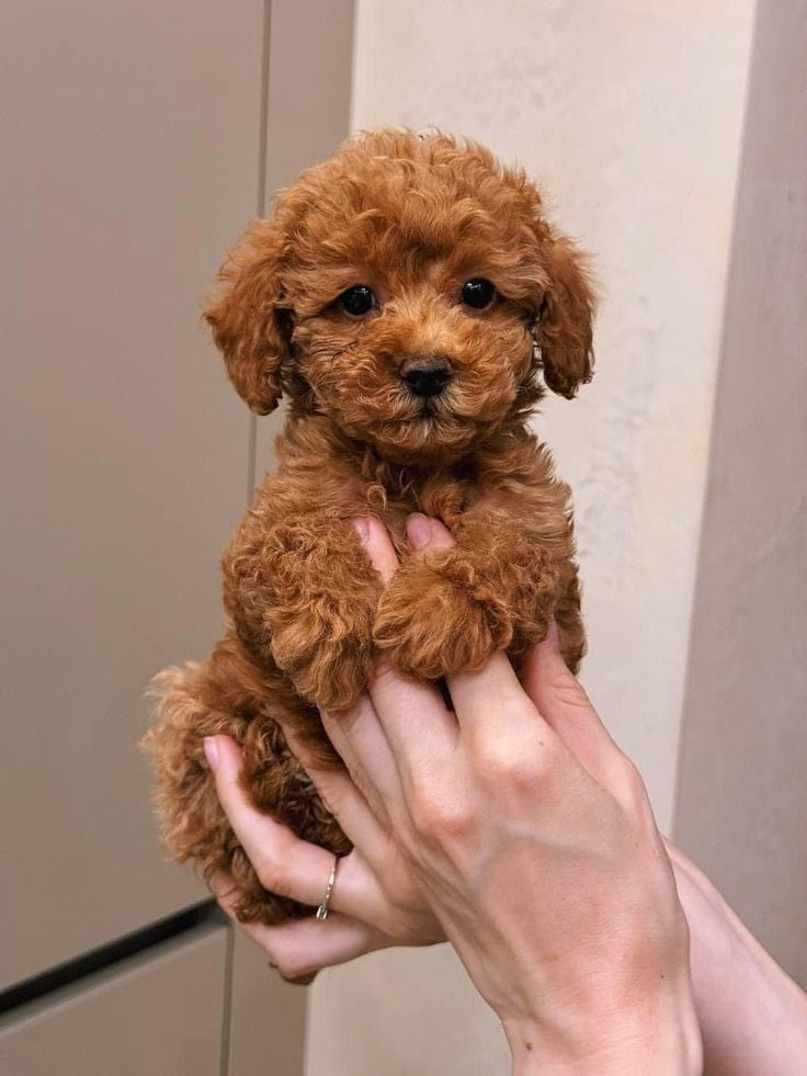 Maltipoo mini toy