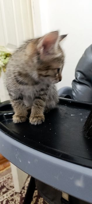 Котята мальчики чистые