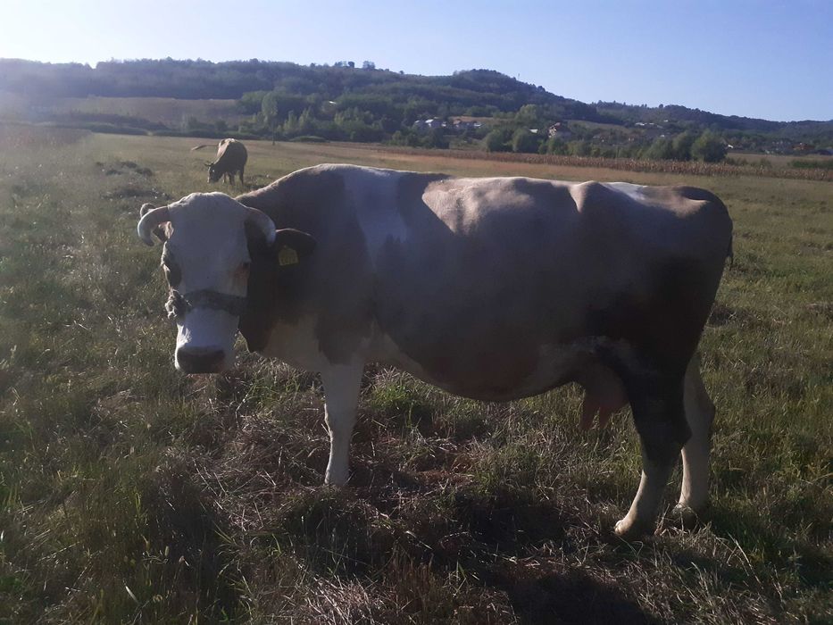 Vaca de lapte, gestanta