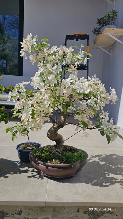 Bonsai mar salbatic