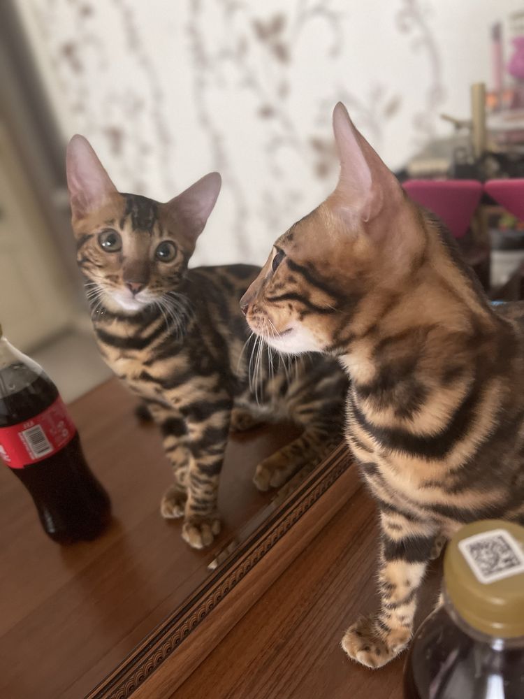 Vyaska Bengal Toza qon