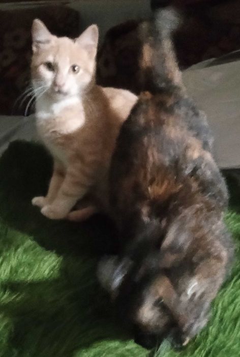 Три малки котенца.заедно или поотделно