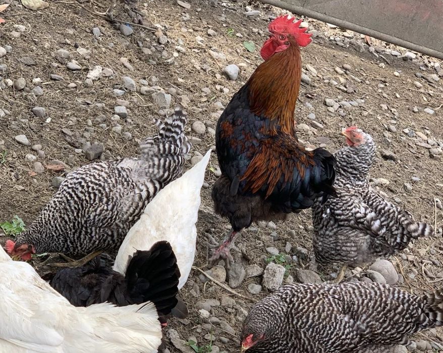 Vand 4 gaini si un cocos Marans