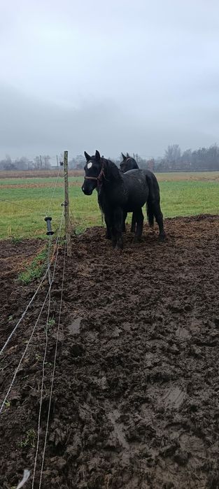 Mânz un an și doua luni