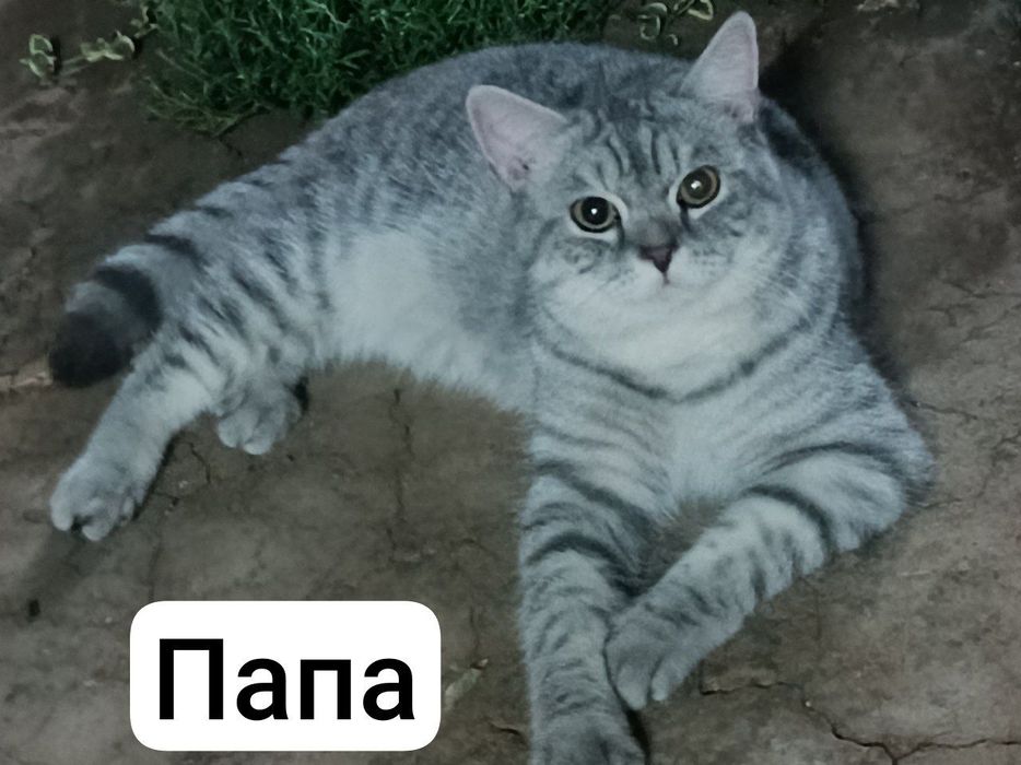 Британка - окрас золотая тигровая табби шиншилла (девочка)