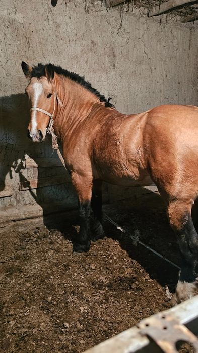 Vlademirski ot juda yuvosh