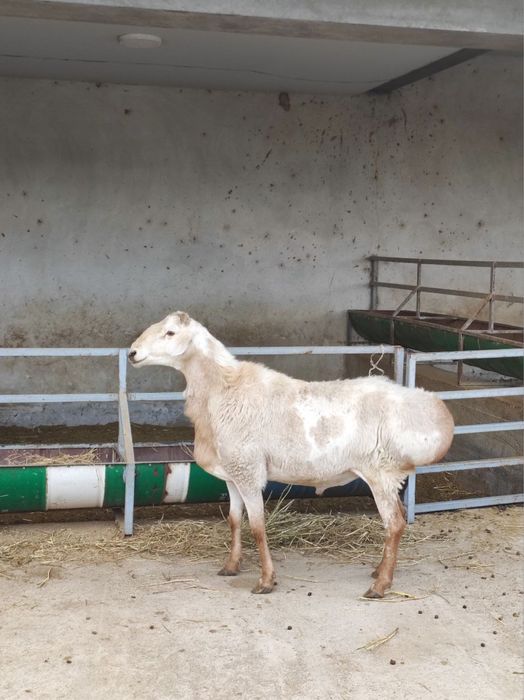 Qoy Soyish Xizmati !!! Куй сойиш Хизмати Tilla Qassop !!!