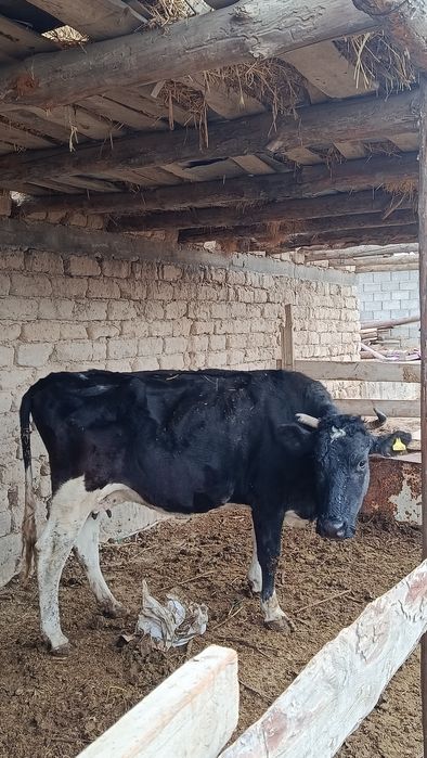 Сыйр сатылады 700000 клісм бар