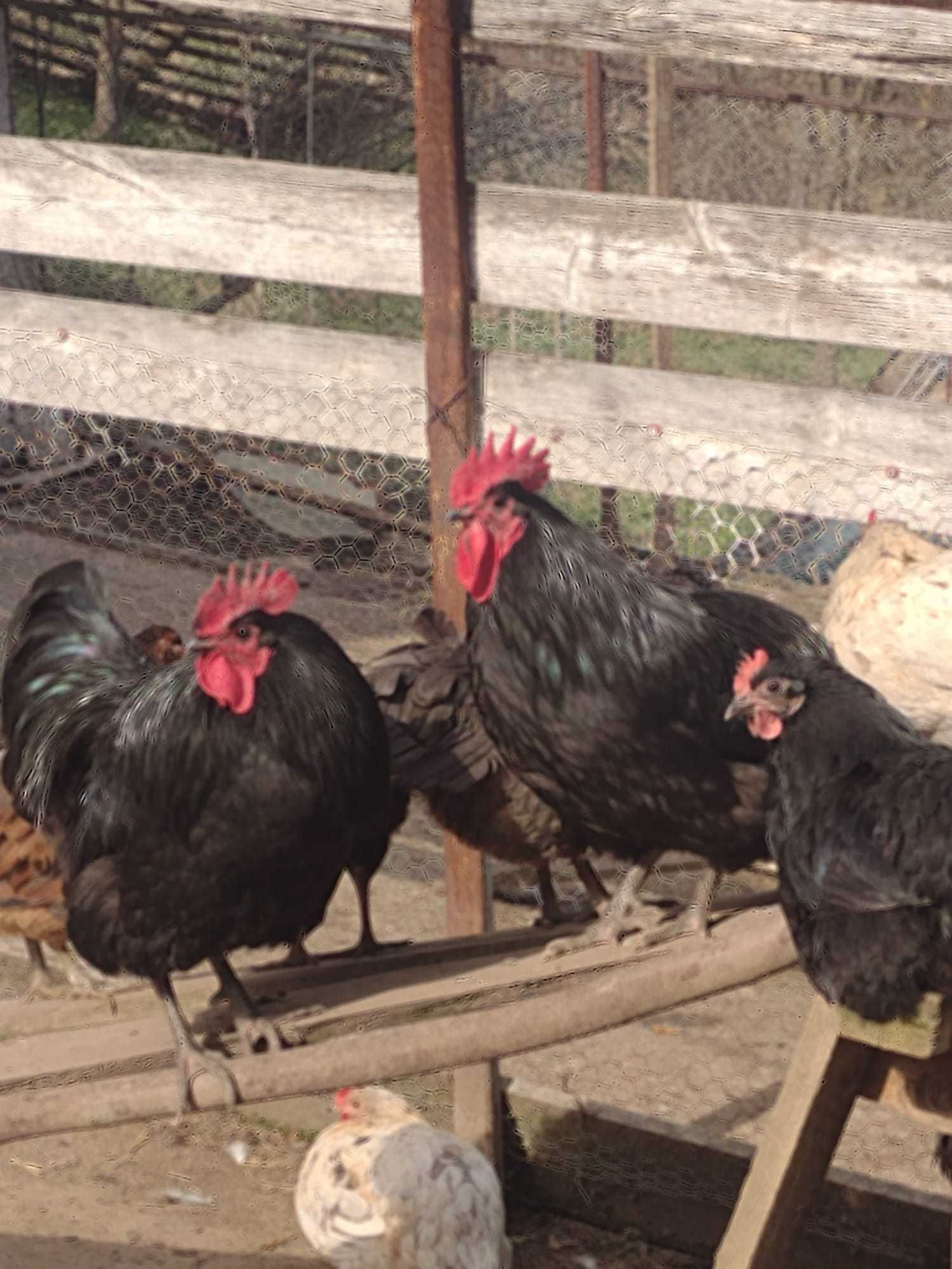 Vand cocosi Australorp