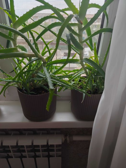 Комнатные растения