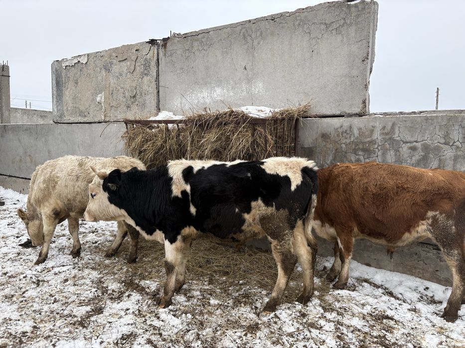 Бычок мясной 1,5 годовалый