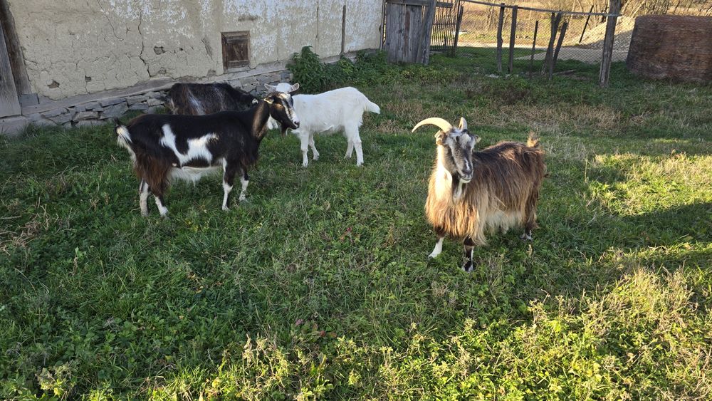 Vând două capre, gestante.