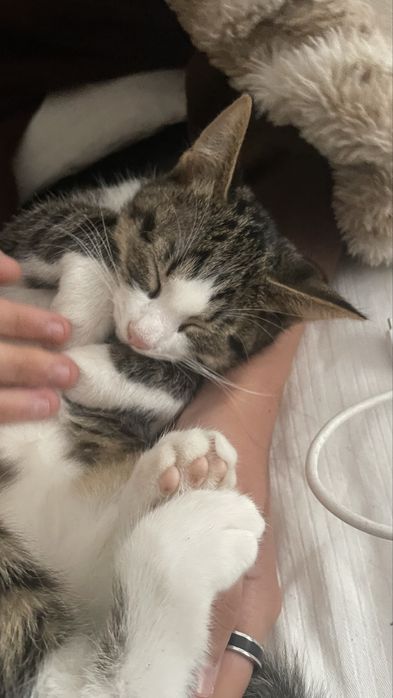 Pisicute spre adoptie