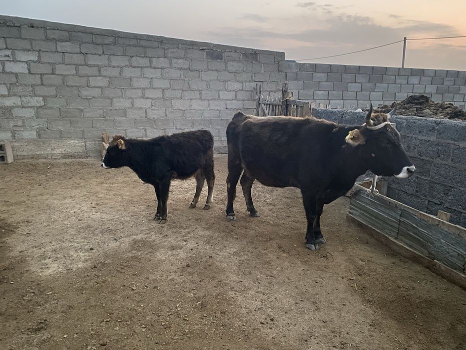 Буаз сиыр Бұзауымен