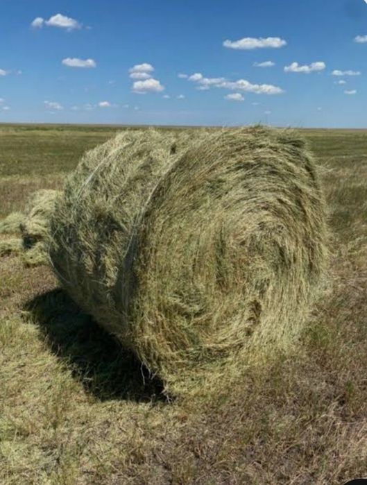 Сено в рулонах, свежего покоса.