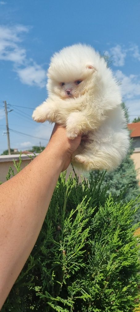 Померан померанче