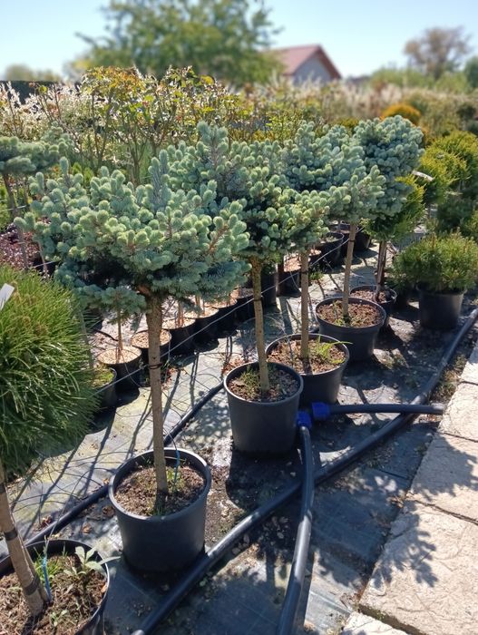 Piceas punges globosa