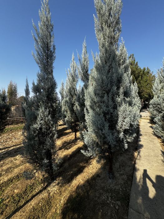 Продаются голубые ели