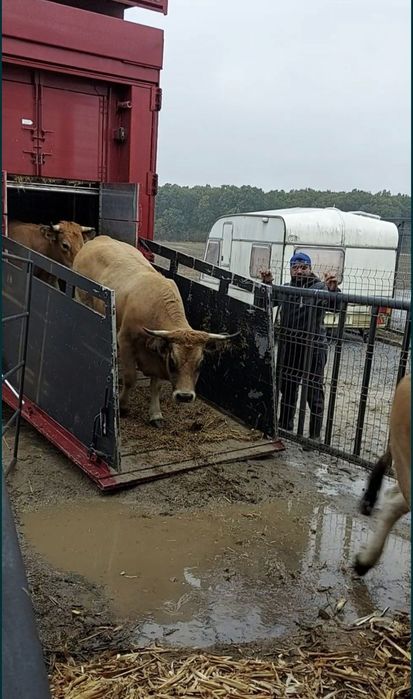 Transport Animale Vii