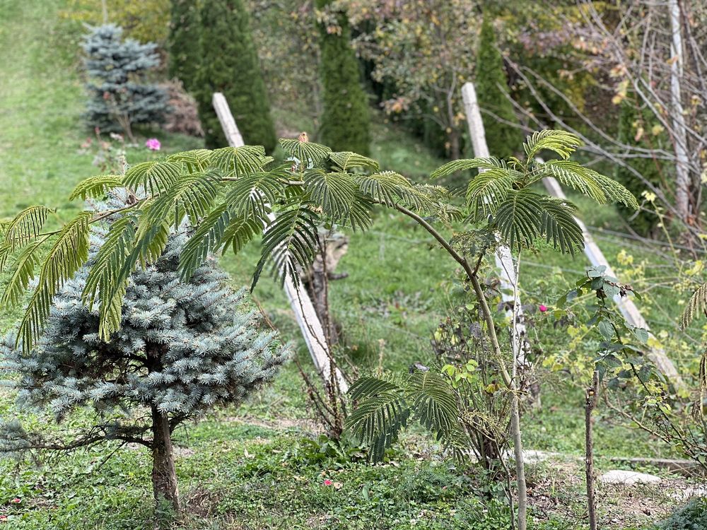 Tuia, plante ornamentale din pepiniera romaneasca