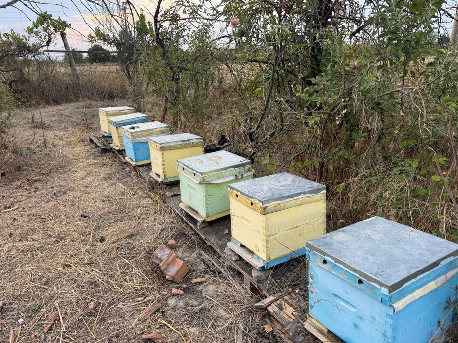 Пчелни кошери Даданблат употребявани